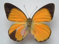 Delias aruna aruna GYNANDROMORPH (Internet Image property of respective owner, non-commercial use only)